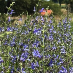 Salvia repens var. repens
