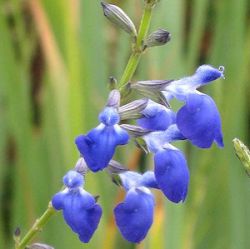 Salvia reptans 'West Texas Form'