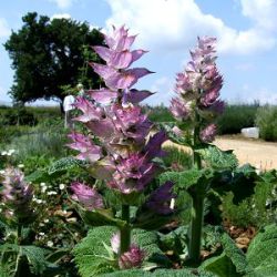 Salvia sclarea var. turkestanica