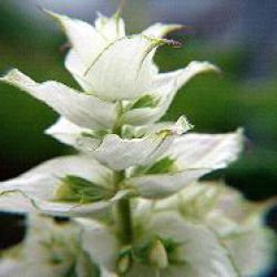 Salvia sclarea 'Vatican White'