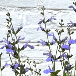 Salvia 'Super Pixels'