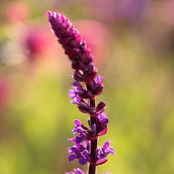 Salvia x sylvestris 'Tänzerin'