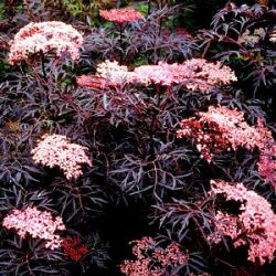 Sambucus nigra black lace = 'Eva'