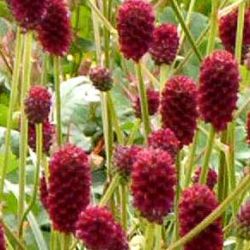 Sanguisorba officinalis 'Tanna'