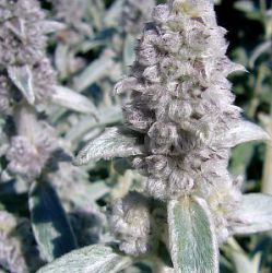 Stachys byzantina 'Cotton Ball' ('Sheila McQueen')