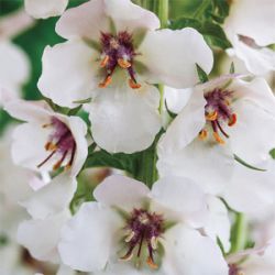 Verbascum blattaria f. albiflorum