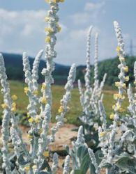 Verbascum bombyciferum 'Polarsommer'