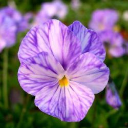 Viola 'Columbine' (Va)