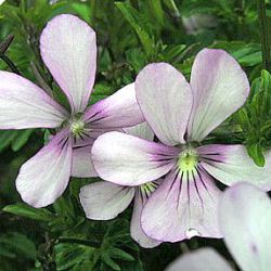 Viola cornuta 'Victoria's Blush'