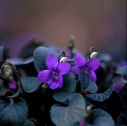 Viola riviniana Purpurea Group (V. labradorica)