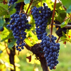 Vitis vinifera 'Boskoop Glory'