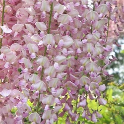 Wisteria floribunda f. rosea 'Kuchibeni' ('Lipstick')