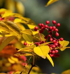 Zanthoxylum americanum